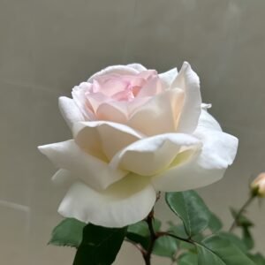 Trésor du Jardin Rose