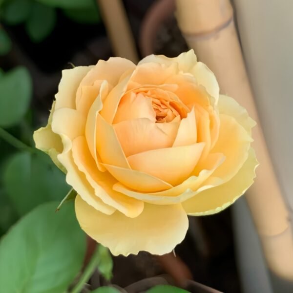 Vanilla Catalina Rose