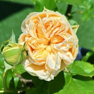 Vanilla Catalina Rose