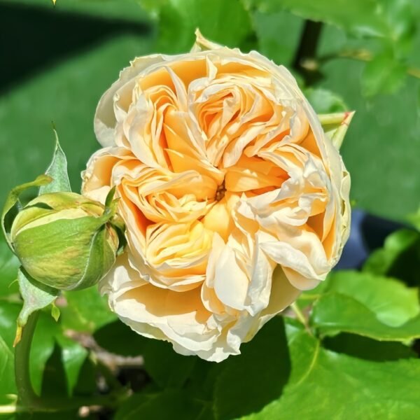 Vanilla Catalina Rose