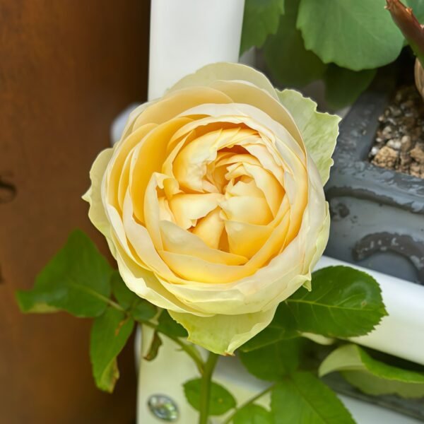 Vanilla Catalina Rose