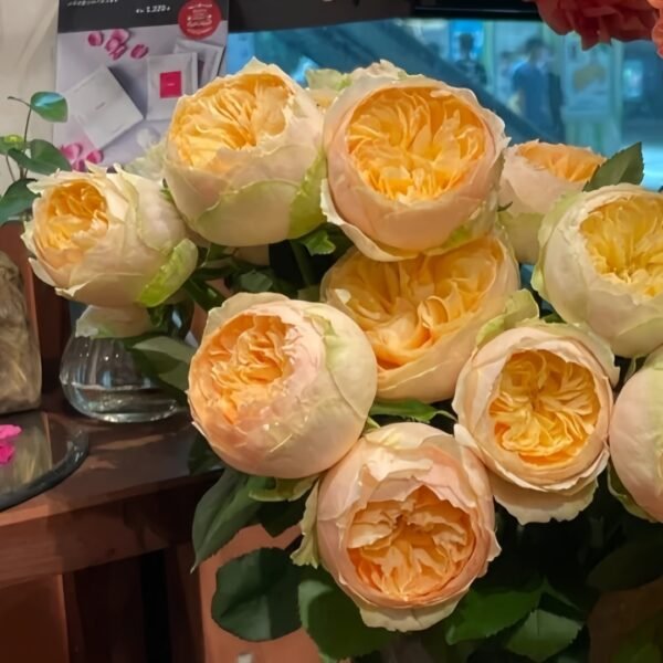 Vanilla Catalina Rose