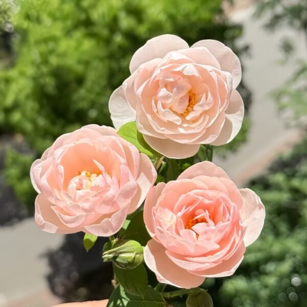 Vichy Rose