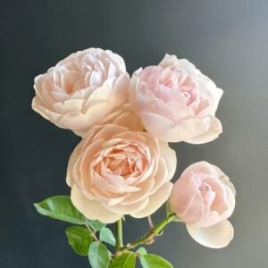 Vichy Rose
