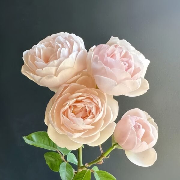 Vichy Rose