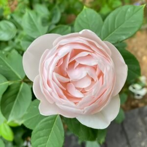 Vichy Rose