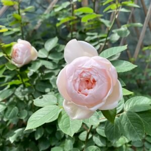 Vichy Rose