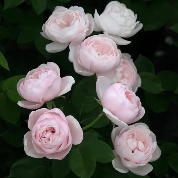 Vichy Rose