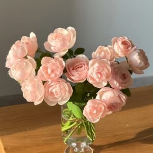 Vichy Rose Plant｜维希 - 图片 10