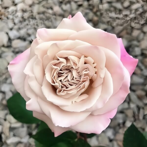Westminster Abbey Rose