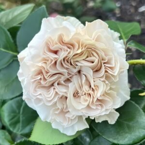 Westminster Abbey Rose