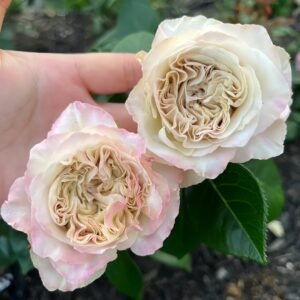 Westminster Abbey Rose