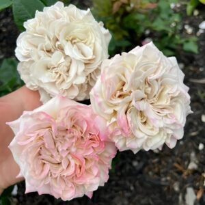 Westminster Abbey Rose