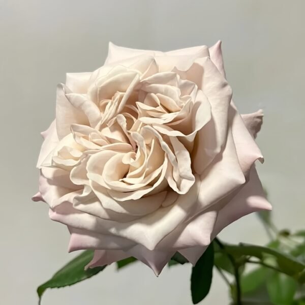 Westminster Abbey Rose