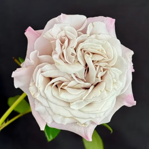 Westminster Abbey Rose