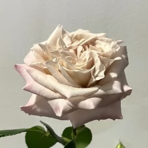 Westminster Abbey Rose