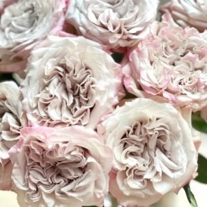 Westminster Abbey Rose