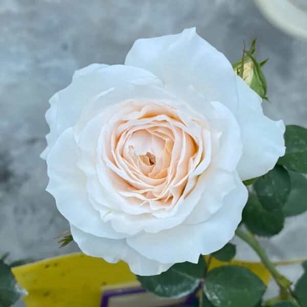 White Cloud Rose