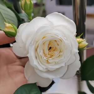 White Cloud Rose