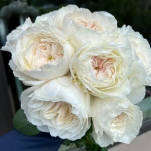 White Cloud Rose