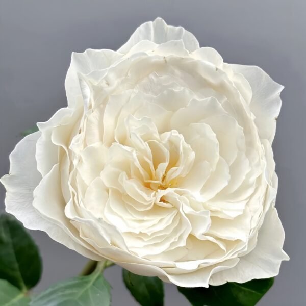 White Cloud Rose