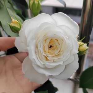 White Cloud Rose