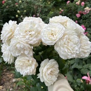 White Cloud Rose