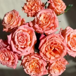 Yanluo Rose Plant|烟罗 - 图片 9