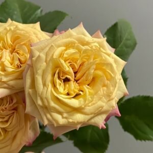 Yoga Trendsetter Rose