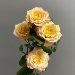 Yoga Trendsetter Rose