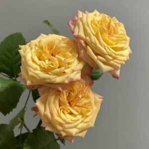 Yoga Trendsetter Rose