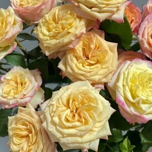 Yoga Trendsetter Rose