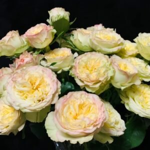 Yoga Trendsetter Rose