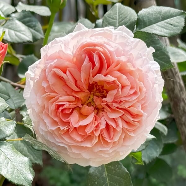 Abraham Darby Rose