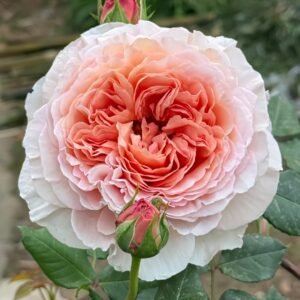 Abraham Darby Rose