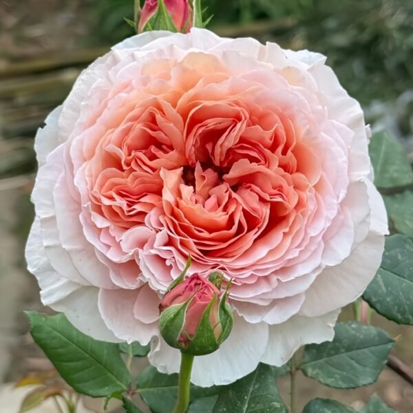 Abraham Darby Rose