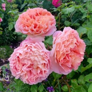 Abraham Darby Rose