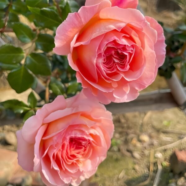 Abraham Darby Rose