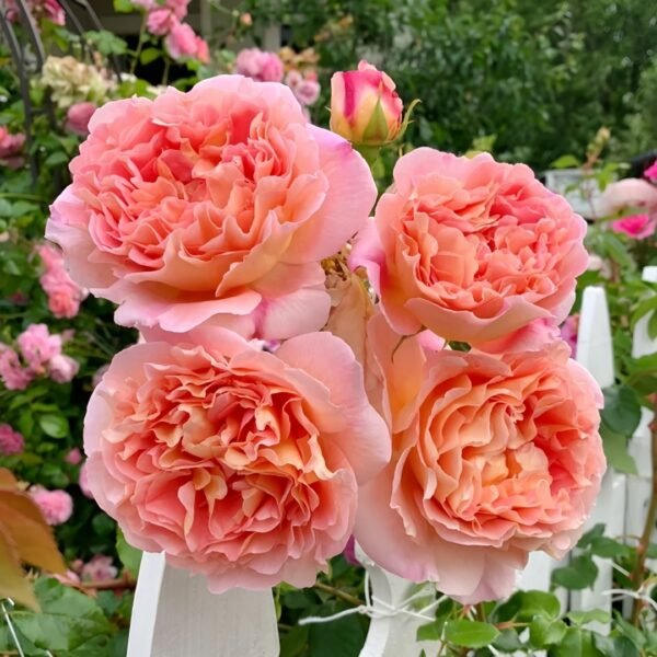 Abraham Darby Rose
