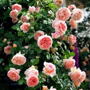 Abraham Darby Rose