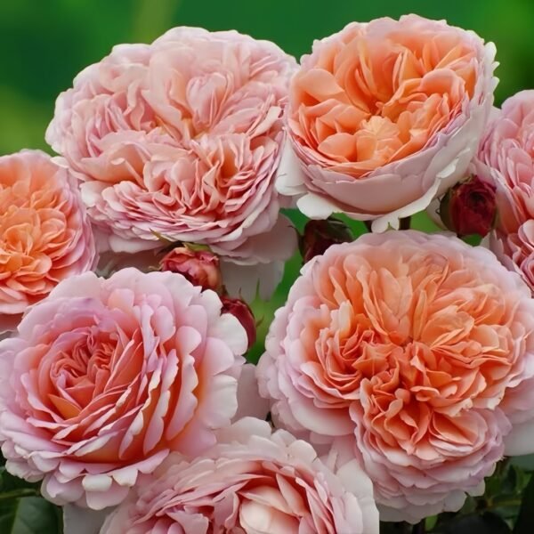 Abraham Darby Rose