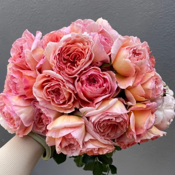 Abraham Darby Rose