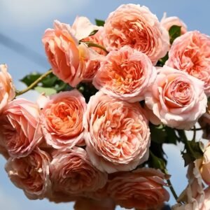 Abraham Darby Rose