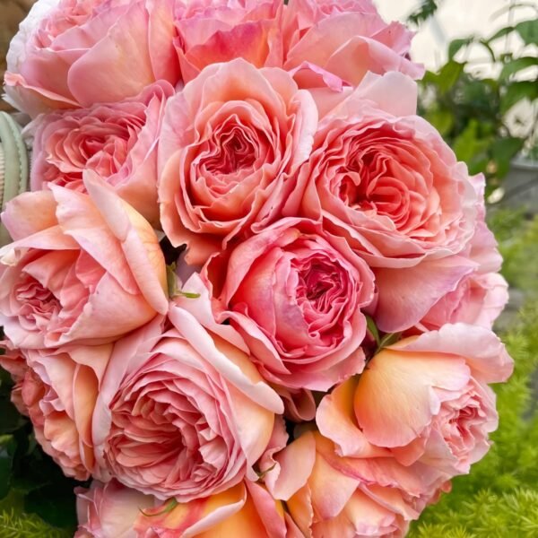Abraham Darby Rose