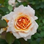 Ben Weather staff Rose