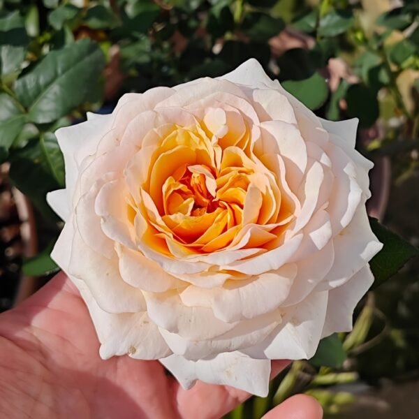 Ben Weather staff Rose