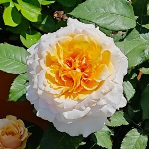 Ben Weather staff Rose