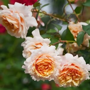 Ben Weather staff Rose