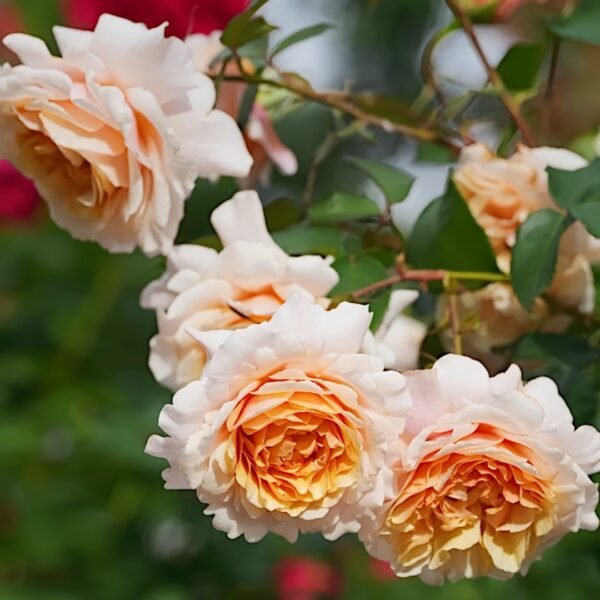 Ben Weather staff Rose