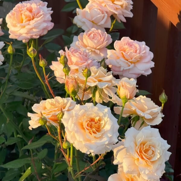 Ben Weather staff Rose